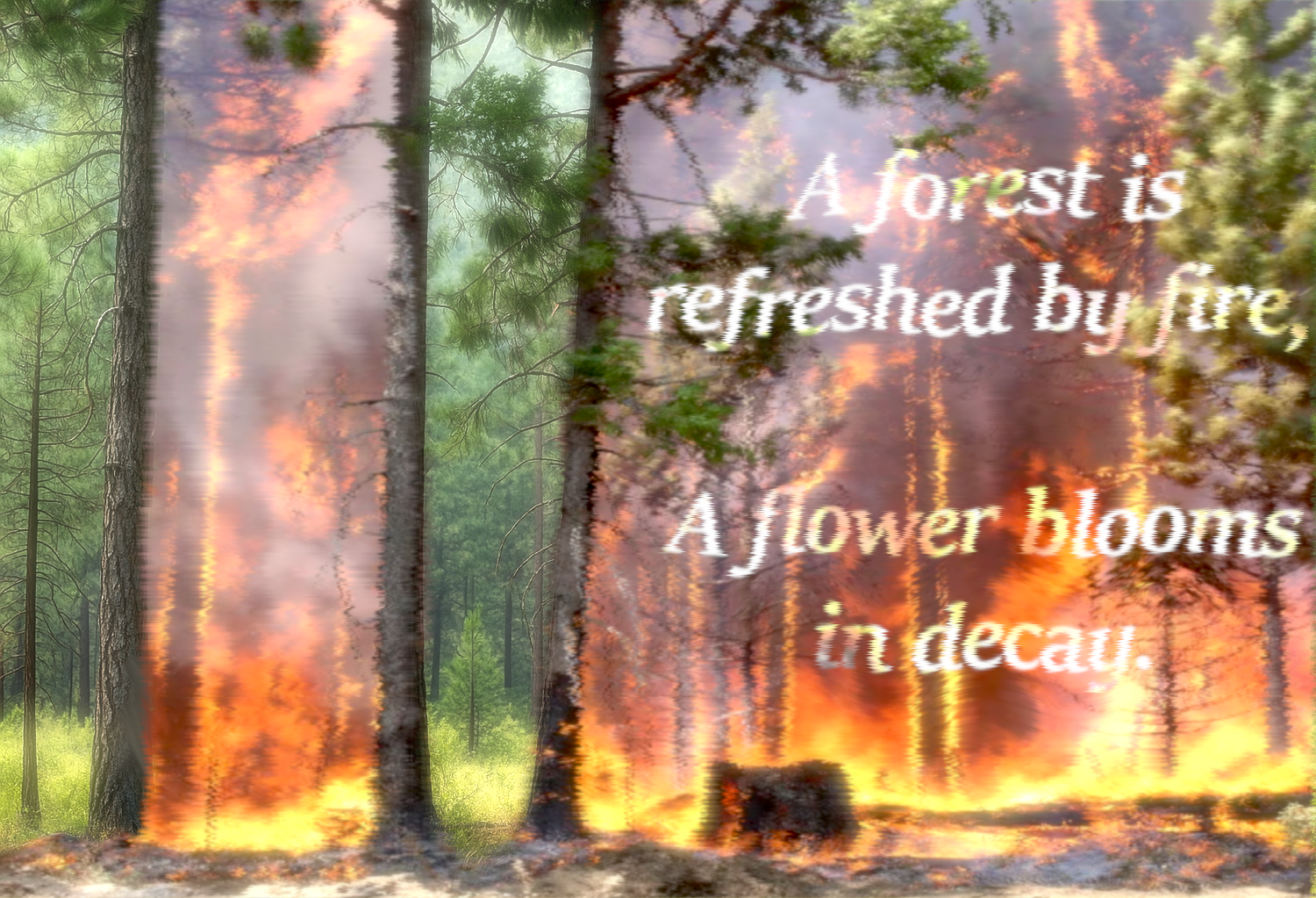 forestfire2.png