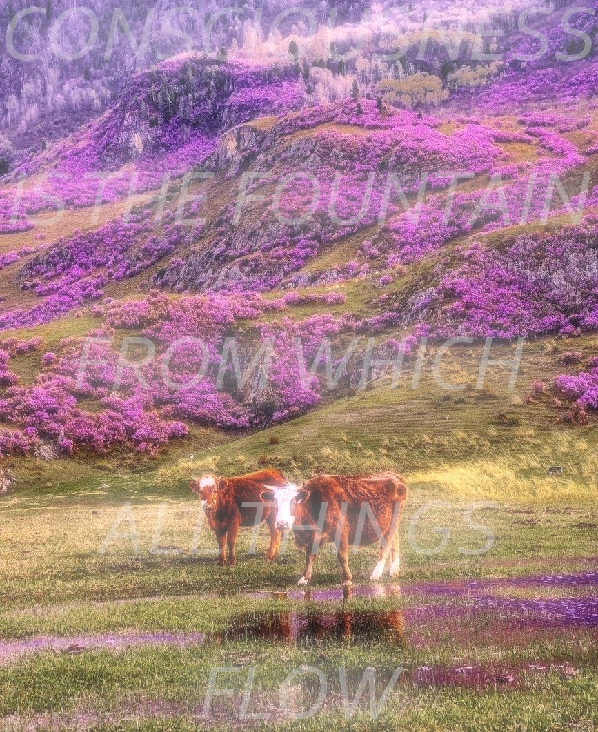 lavvendar cows.png